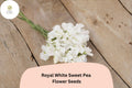 Royal White Sweet Pea Seeds | Climbing Flower Pack | Lathyrus odoratus ‘Royal White’ | White Annual Vine for Trellis & Garden