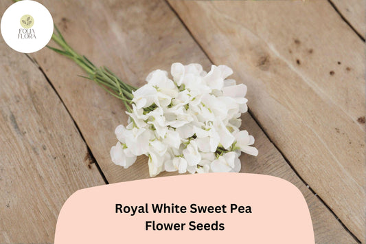 Royal White Sweet Pea Seeds | Climbing Flower Pack | Lathyrus odoratus ‘Royal White’ | White Annual Vine for Trellis & Garden
