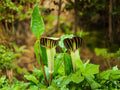 Jack-in-the-Pulpit Seeds – Arisaema triphyllum – Native Woodland Perennial for Shade Gardens – 5 Seeds