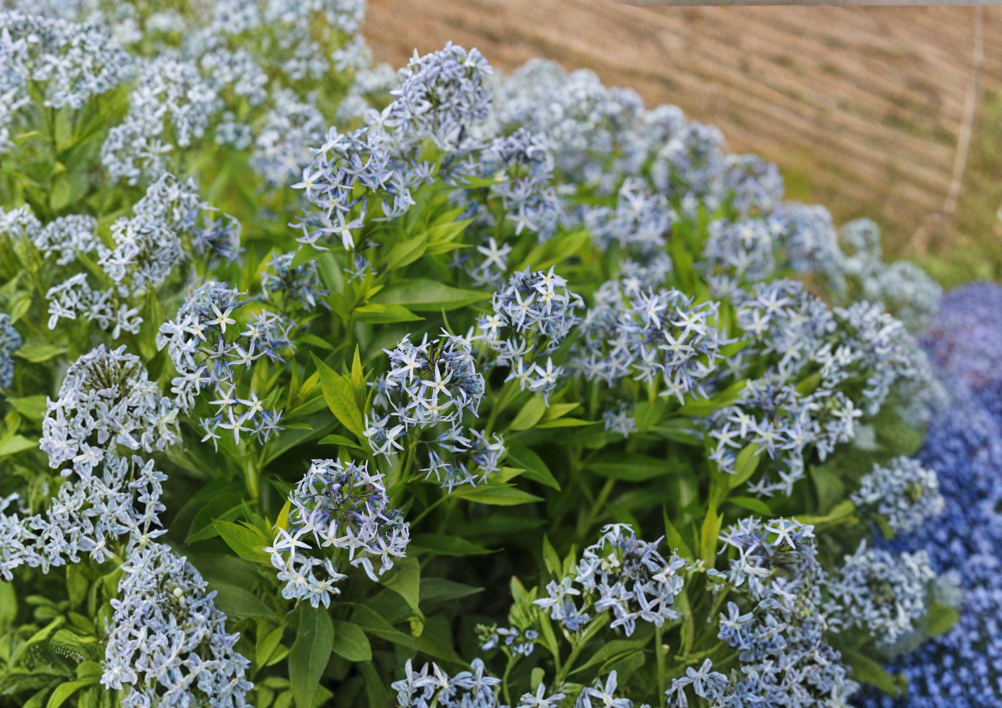 Eastern Bluestar Seeds - Amsonia tabernaemontana, Native Wildflower, Perennial, Blue Star Flowers, Pollinator Garden Seeds (10 Seeds)
