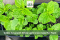 500 White Light Green Amaranth Seeds | Edible Leafy Greens | Amaranthus viridis | Fast-Growing Container Plant