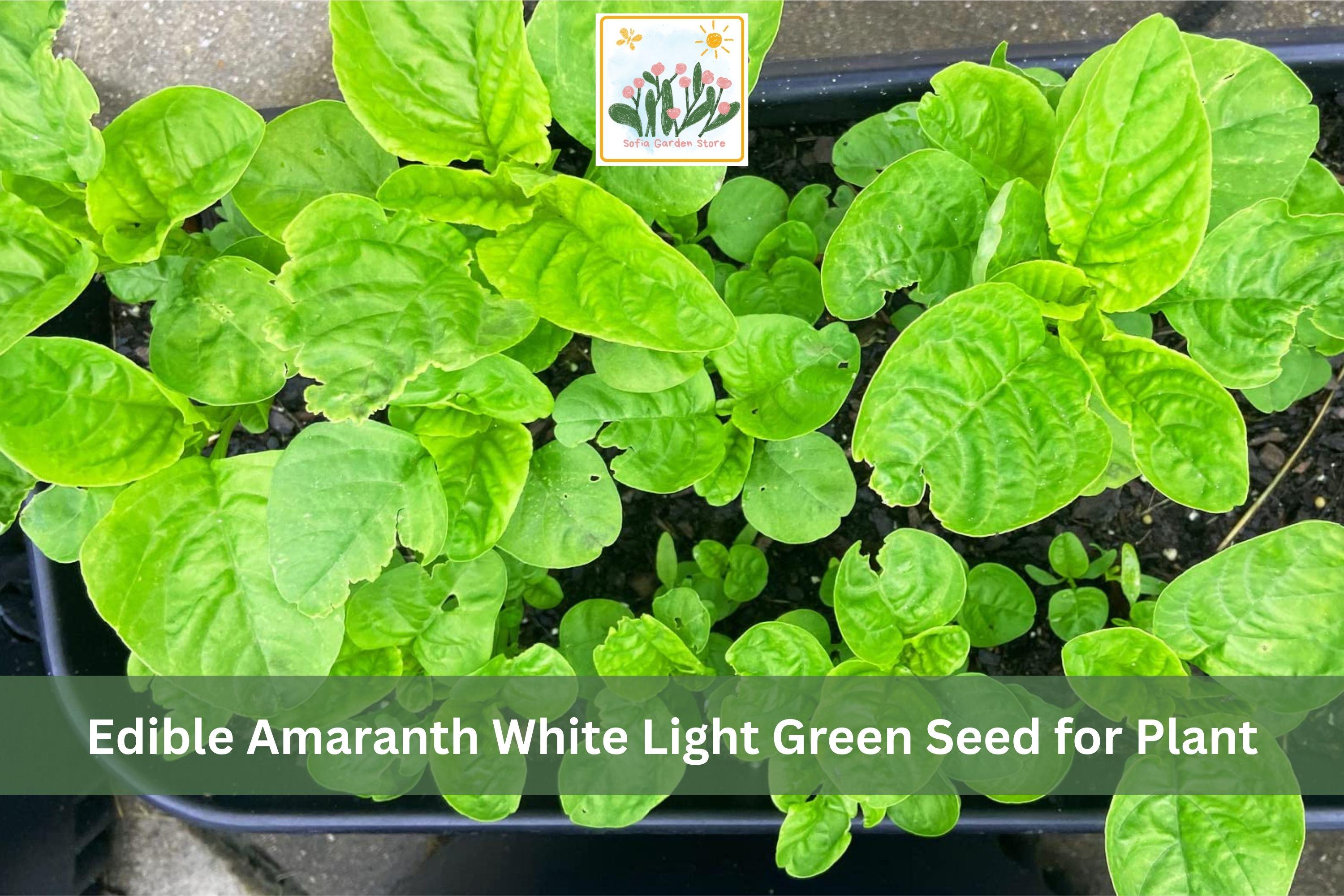 500 White Light Green Amaranth Seeds | Edible Leafy Greens | Amaranthus viridis | Fast-Growing Container Plant