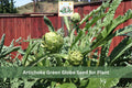 Artichoke Seeds | Green Globe Heirloom Vegetable | Cynara cardunculus var. scolymus | Perennial Garden Plant (10 Seeds)