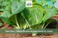 Tatsoi Seeds 500 Pack – Brassica rapa Asian Leafy Greens for Garden & Container Planting
