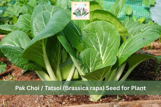 Tatsoi Seeds 500 Pack – Brassica rapa Asian Leafy Greens for Garden & Container Planting