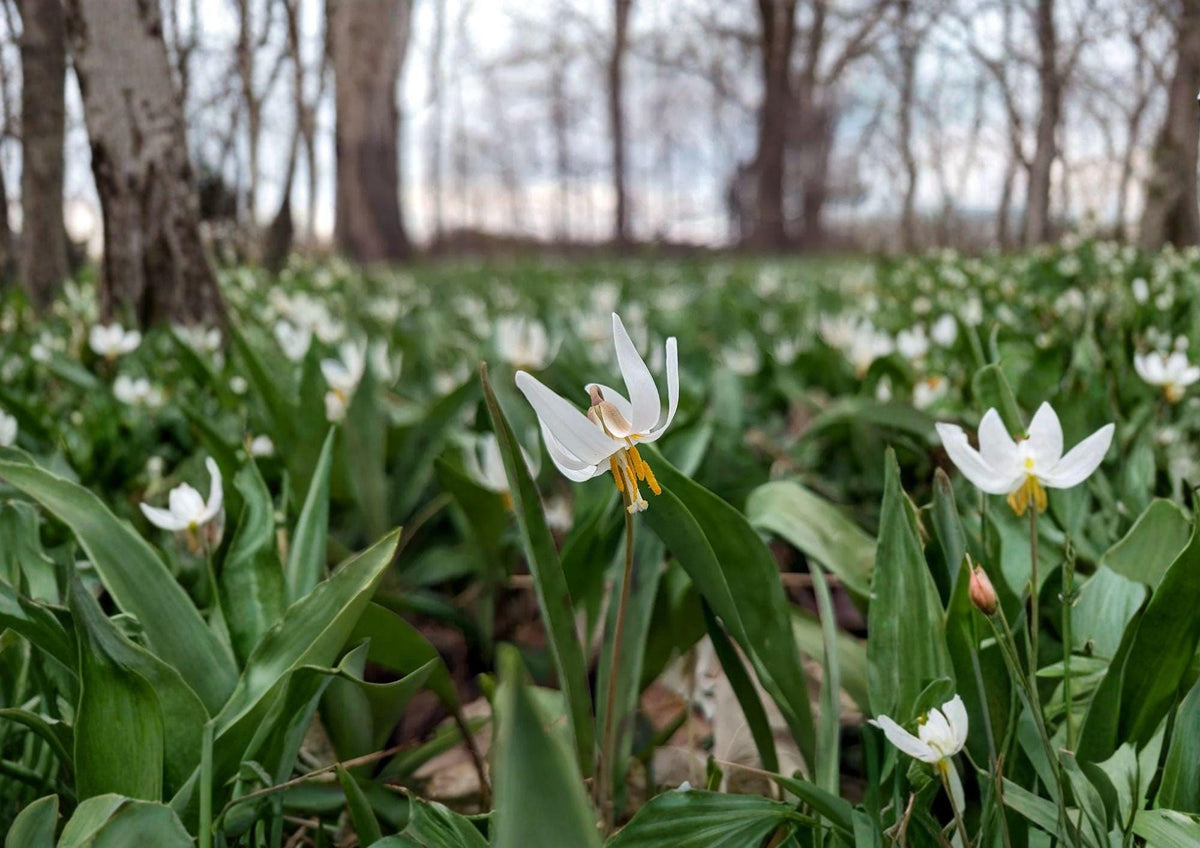 White Trout Lily Seeds - Native Spring Wildflower, Shade Garden, Erythronium albidum, Early Blooming, Pollinator-Friendly, 5 Seeds