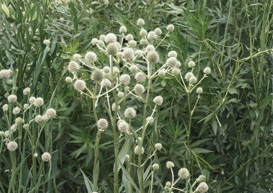 Rattlesnake Master Seeds | Eryngium yuccifolium | Native Prairie Perennial for Pollinators & Drought Tolerance