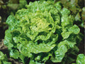 Tom Thumb Lettuce Seeds – Heirloom Butterhead, Non-GMO, Compact Heads, Lactuca sativa, Container Garden, Small Space Gardening