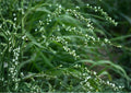 Smartweed Seeds – Native Pink Wildflower for Rain Gardens, Wetlands & Pollinator Gardens – Persicaria punctata