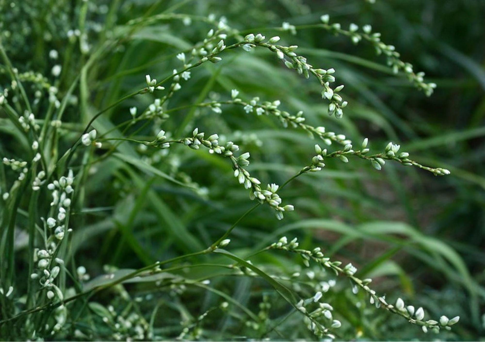 Smartweed Seeds – Native Pink Wildflower for Rain Gardens, Wetlands & Pollinator Gardens – Persicaria punctata