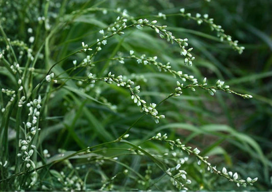 Smartweed Seeds – Native Pink Wildflower for Rain Gardens, Wetlands & Pollinator Gardens – Persicaria punctata
