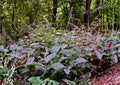 Persicaria virginiana Seeds | Woodland Knotweed Native Shade Wildflower | Perennial for Shade Gardens & Forest Landscapes