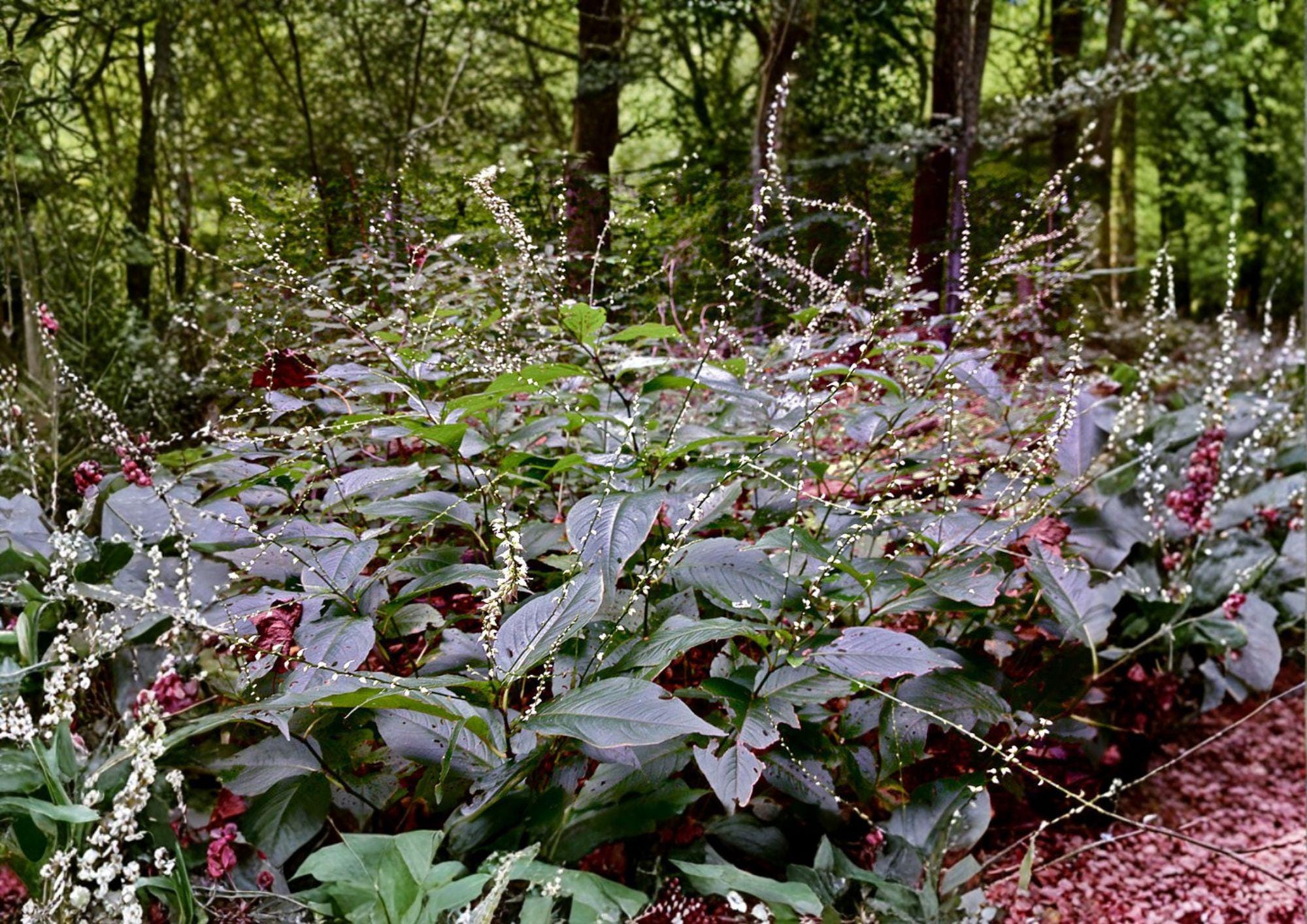 Persicaria virginiana Seeds | Woodland Knotweed Native Shade Wildflower | Perennial for Shade Gardens & Forest Landscapes