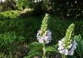Canada Germander Seeds – Native Wildflower, Pollinator-Friendly, Teucrium canadense, Perennial for Meadows & Natural Gardens