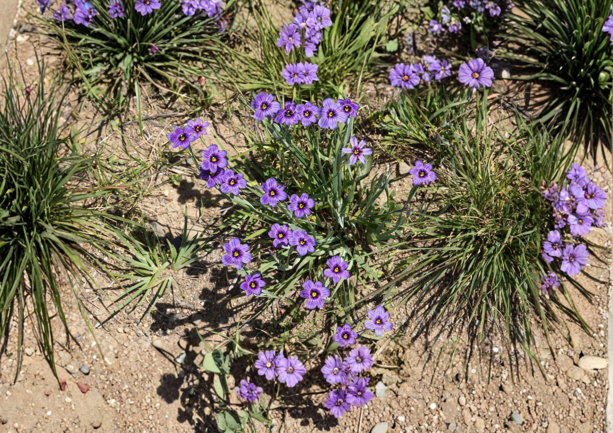 California Blue Eyed Grass Seeds – Native Purple Wildflower, Sisyrinchium bellum, Perennial Flower for Gardens and Pollinator Support