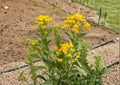 Stiff Goldenrod Seeds, Native Prairie Perennial, Bright Yellow Wildflower, Solidago rigida, Pollinator-Friendly, Drought Tolerant