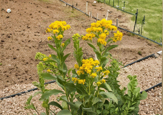 Stiff Goldenrod Seeds, Native Prairie Perennial, Bright Yellow Wildflower, Solidago rigida, Pollinator-Friendly, Drought Tolerant