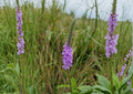Hoary Vervain Seeds | Native Purple Wildflower | Drought Tolerant Perennial | Verbena stricta for Prairie Gardens & Pollinator Gardens