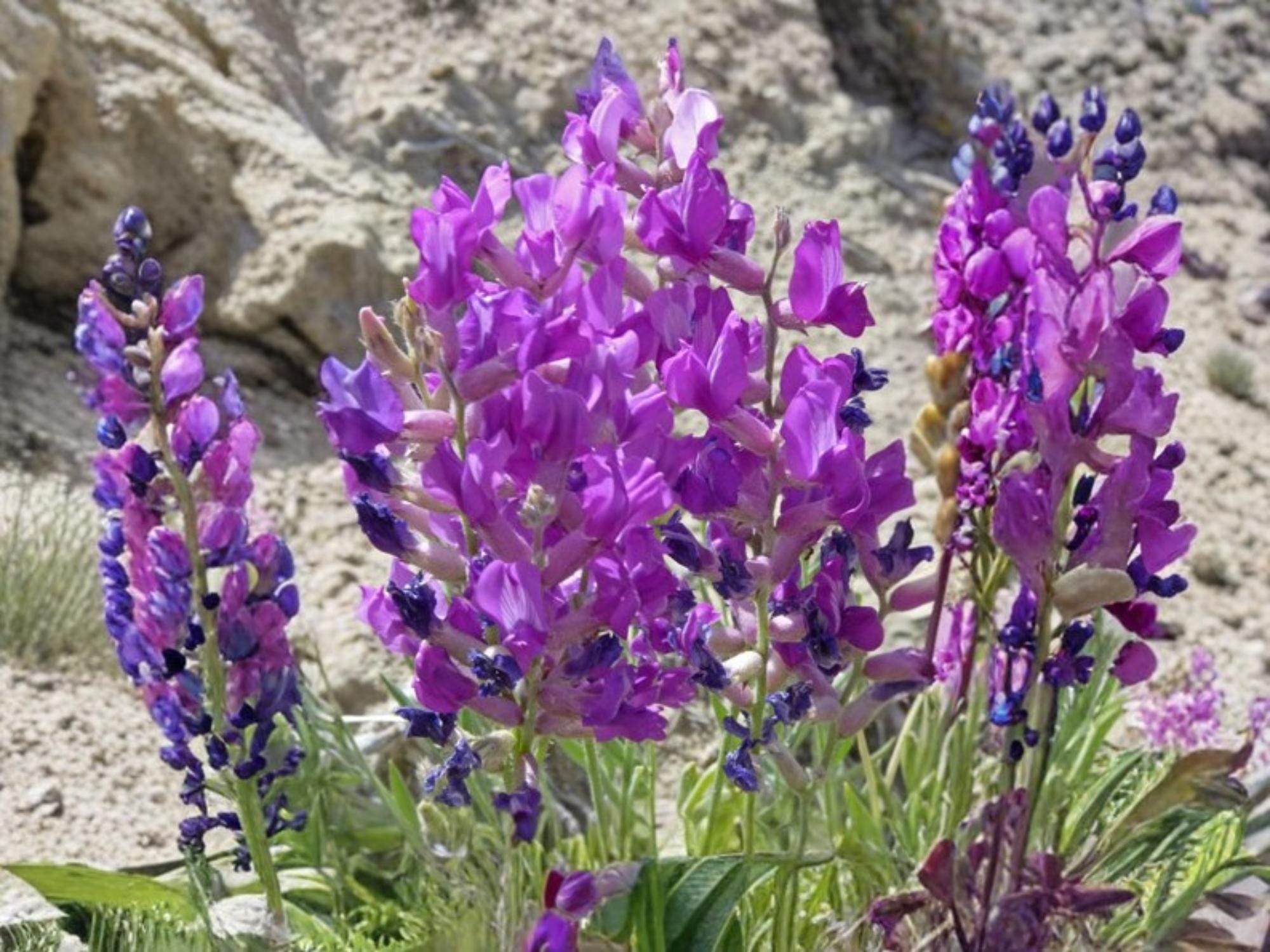 Showy Locoweed Seeds – Oxytropis lambertii – Native Prairie Wildflower – Drought Tolerant Perennial – 25 Seeds