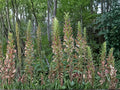 Giant Lousewort Seeds – Pedicularis procera – Native Perennial Wildflower for Meadow & Prairie Restoration – 100 Seeds