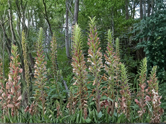 Giant Lousewort Seeds – Pedicularis procera – Native Perennial Wildflower for Meadow & Prairie Restoration – 100 Seeds