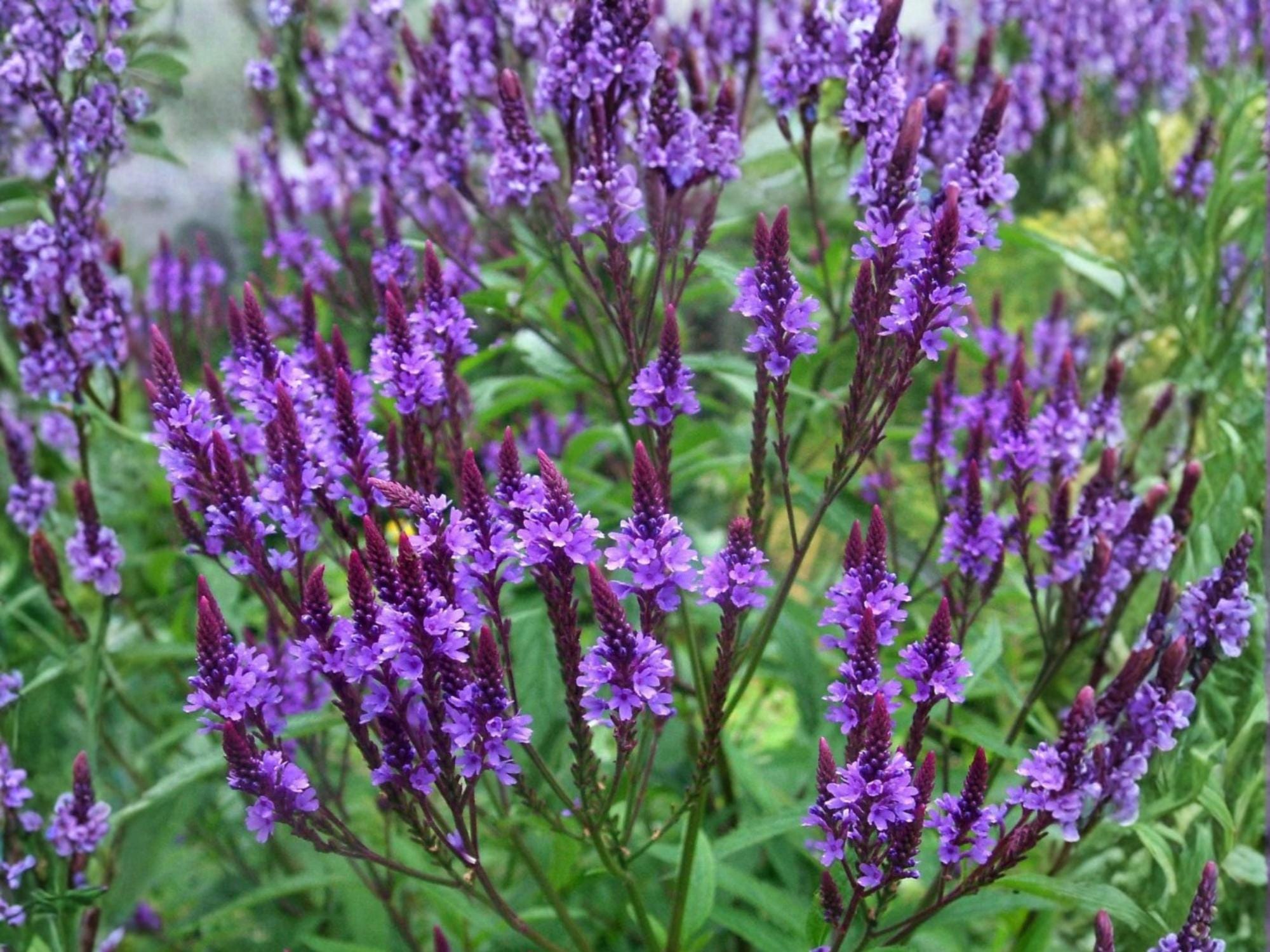 Blue Vervain Seeds – Verbena hastata – Native Perennial Wildflower for Pollinator Gardens – 100 Seeds