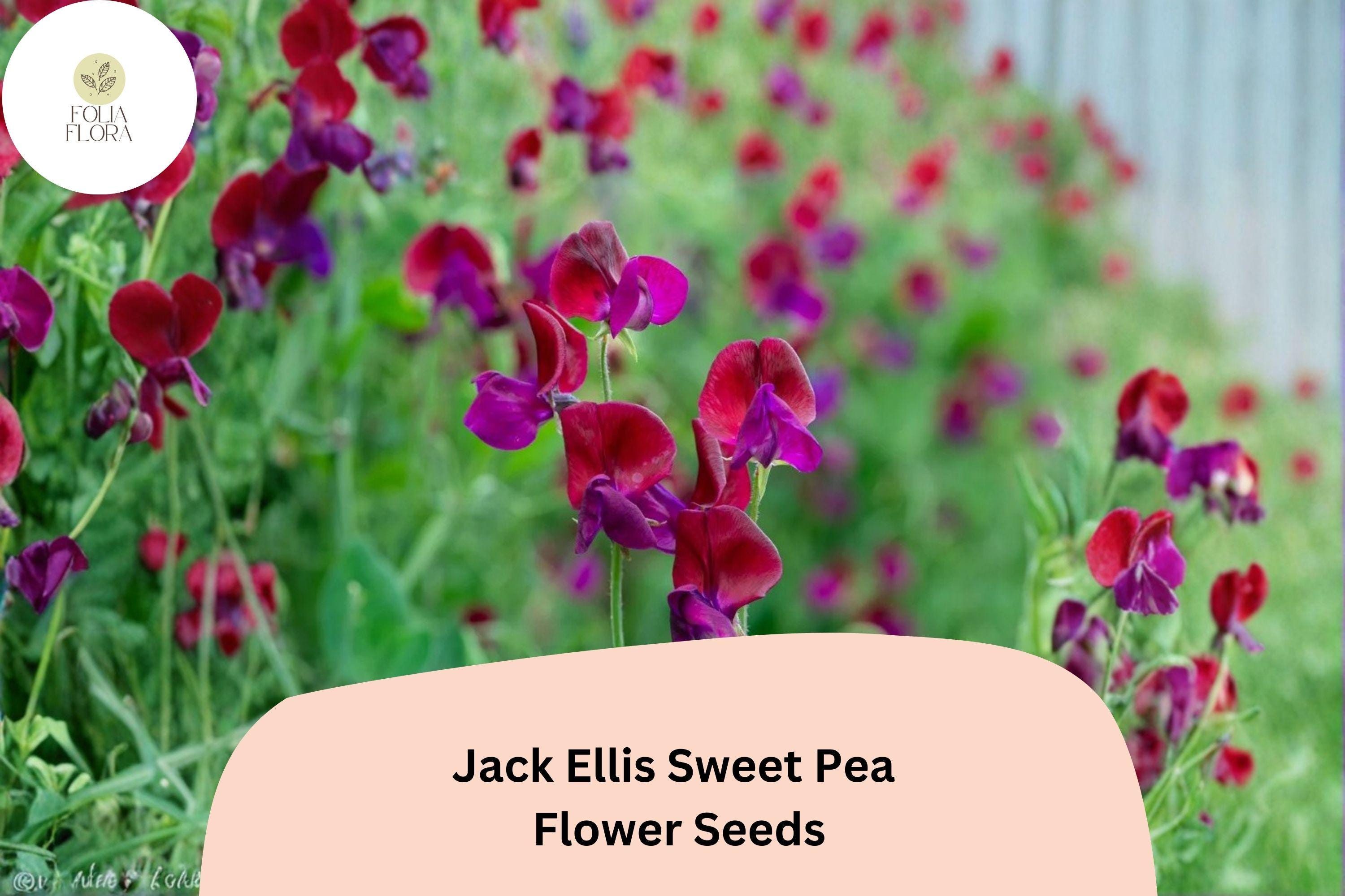 Jack Ellis Sweet Pea Seeds | Maroon Climbing Flowers for Trellis & Garden | Lathyrus odoratus