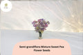 Semi-Grandiflora Sweet Pea Seeds | Multi-Color Climbing Flowers for Trellis & Garden | Lathyrus odoratus