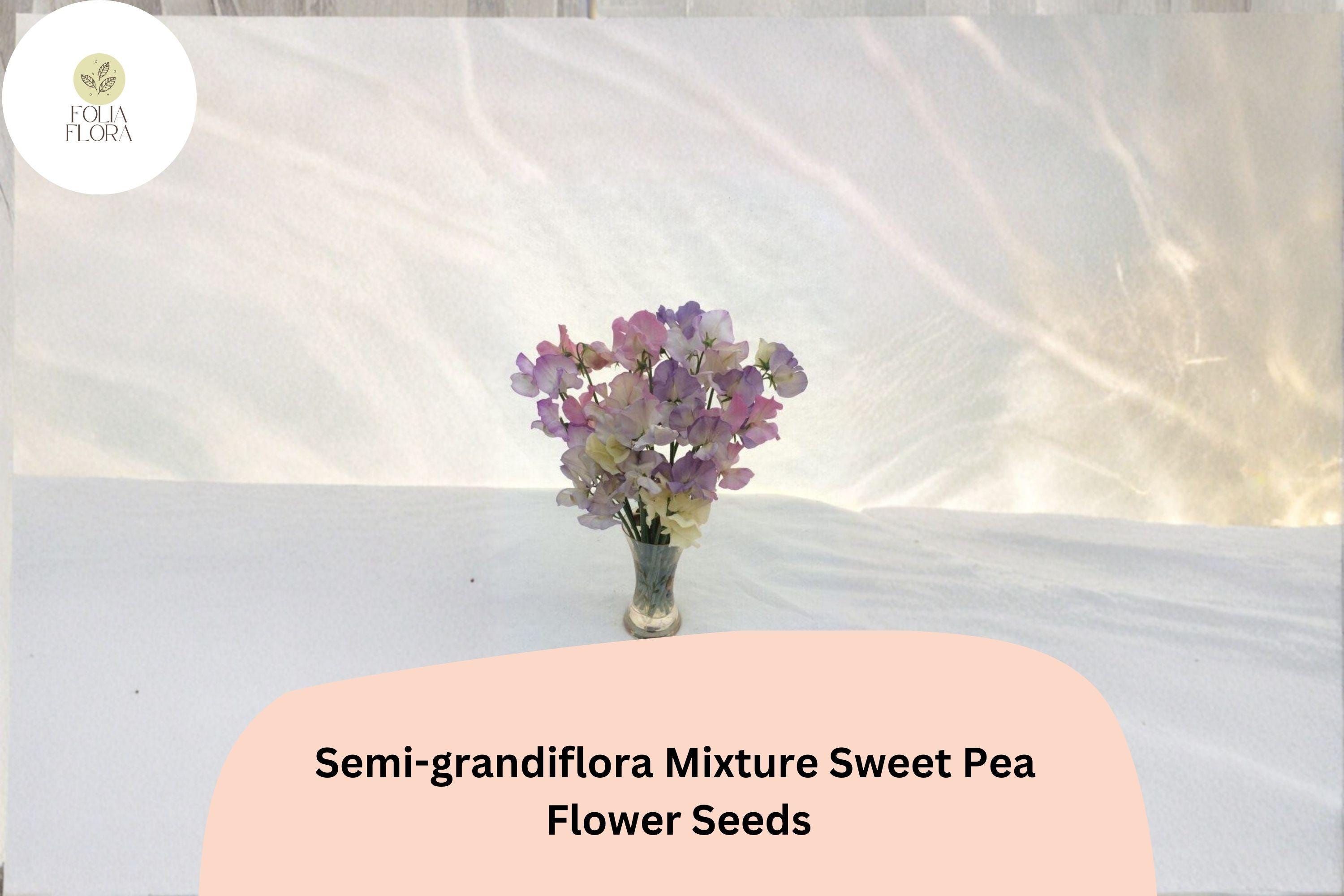 Semi-Grandiflora Sweet Pea Seeds | Multi-Color Climbing Flowers for Trellis & Garden | Lathyrus odoratus