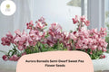 50+ Aurora Borealis Semi-Dwarf Sweet Pea Seeds | Vibrant Multi-Color Flowers for Garden & Trellis | Lathyrus odoratus