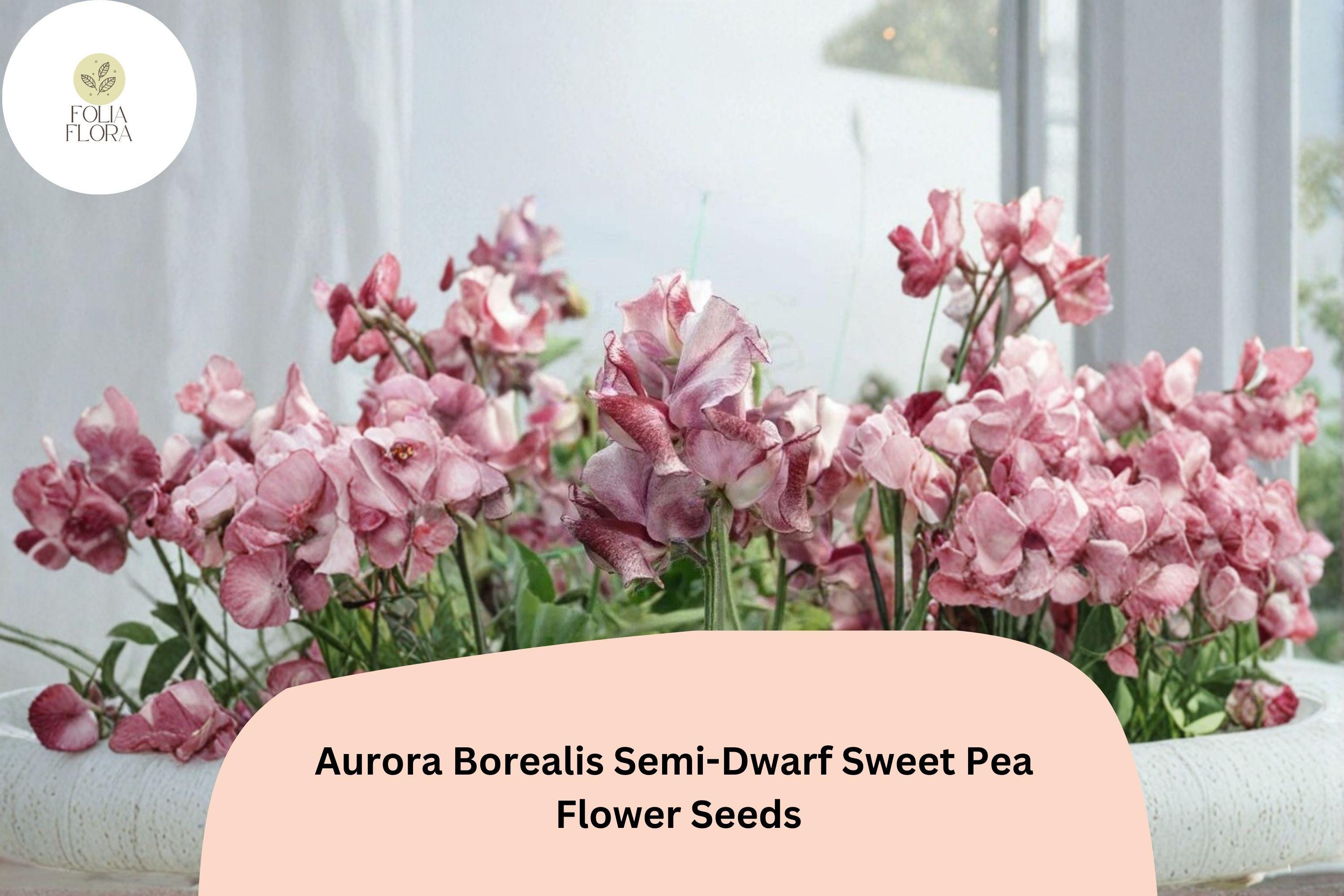 50+ Aurora Borealis Semi-Dwarf Sweet Pea Seeds | Vibrant Multi-Color Flowers for Garden & Trellis | Lathyrus odoratus