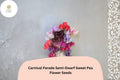 Carnival Parade Semi-Dwarf Sweet Pea Seeds | Multi-Color Climbing Flower for Garden & Trellis | Lathyrus odoratus