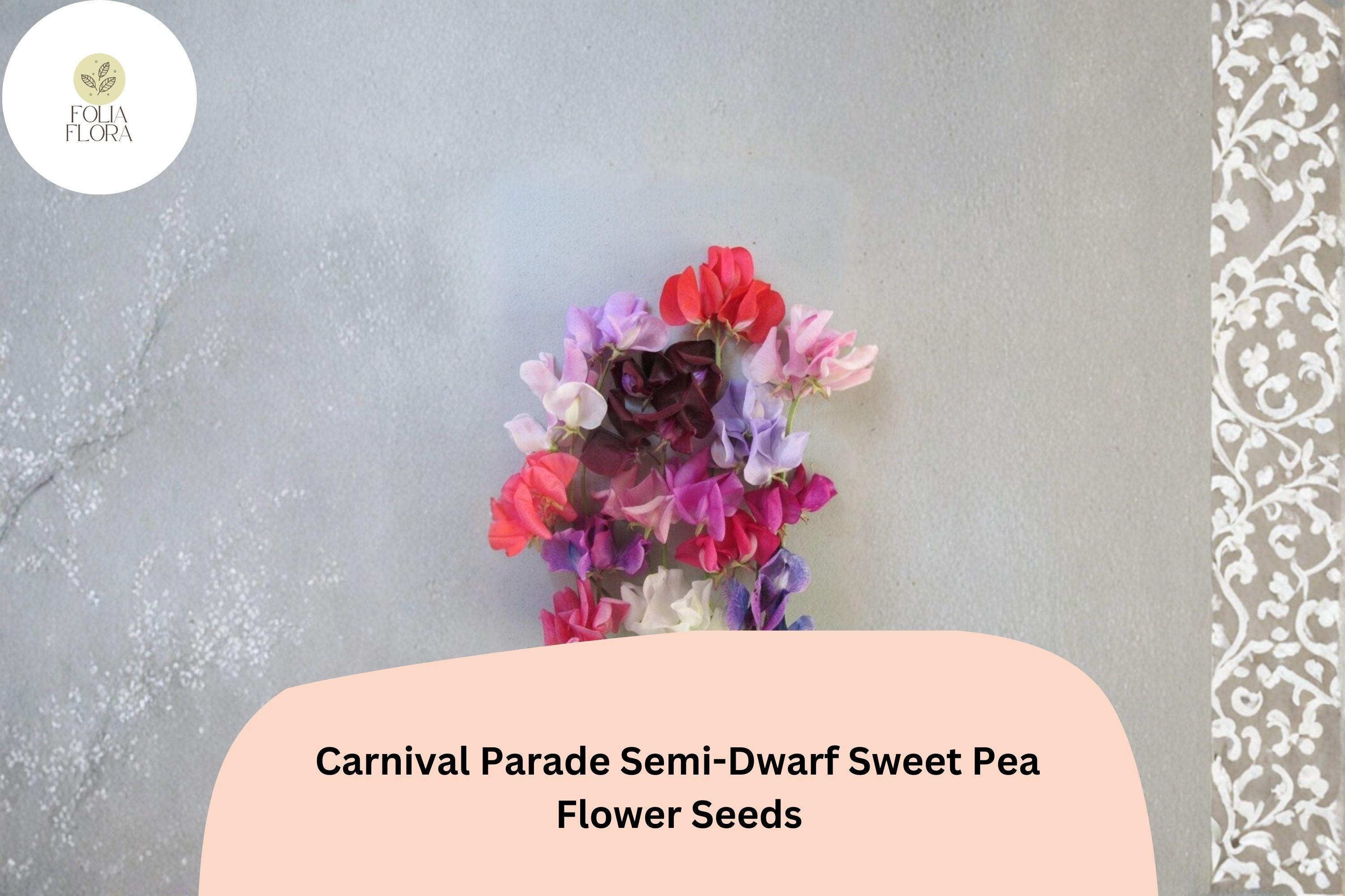Carnival Parade Semi-Dwarf Sweet Pea Seeds | Multi-Color Climbing Flower for Garden & Trellis | Lathyrus odoratus
