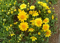 Yellowray Goldfields Wildflower Seeds, Native California Annual, Pollinator Garden, Lasthenia glabrata, Bright Yellow Daisy