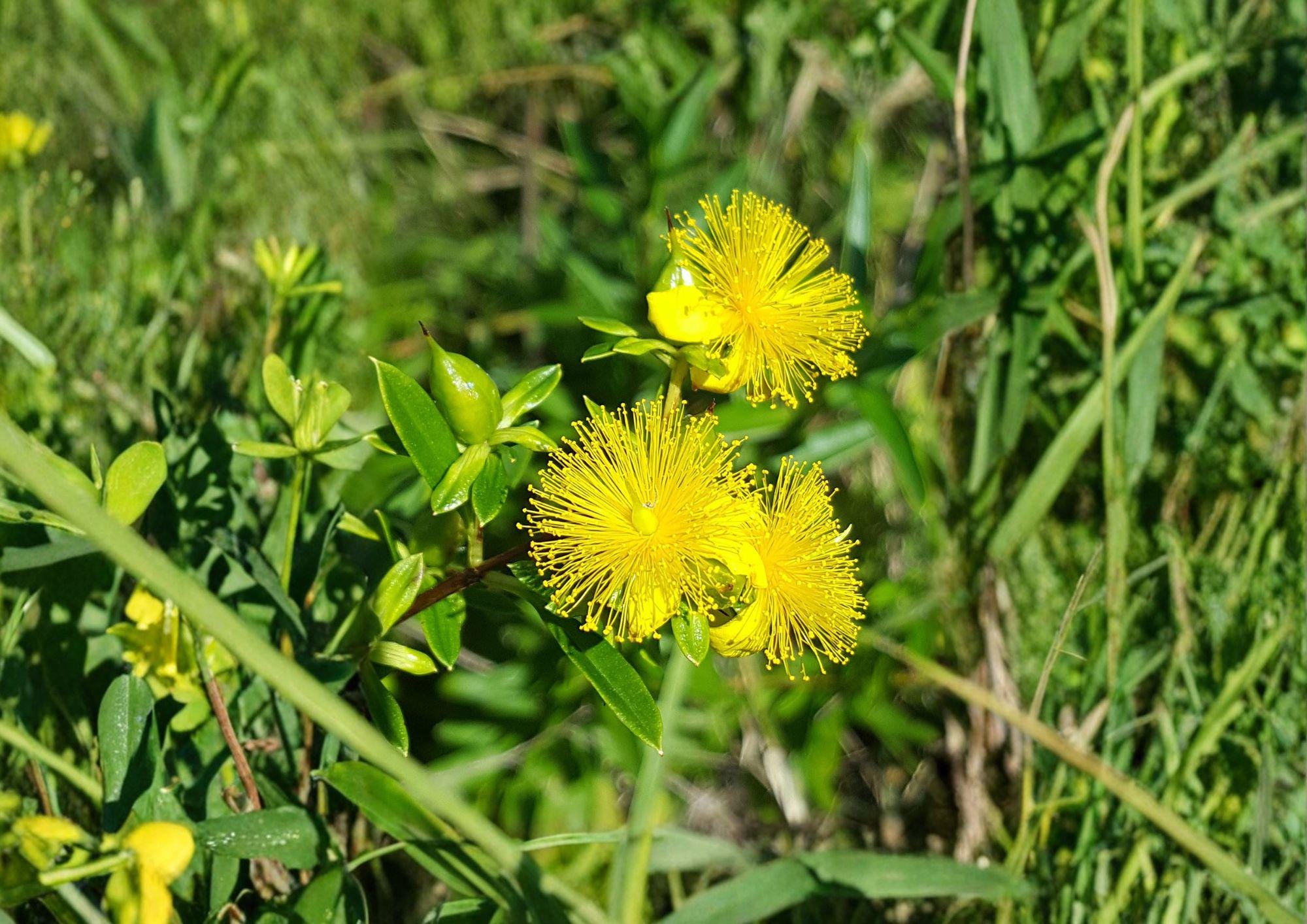 St Johns Wort Seeds – Hypericum pyramidatum, Yellow Wildflower, Native Perennial, Pollinator-Friendly, 500 Seeds