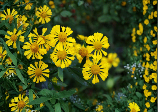 Autumn Sneezeweed Seeds, Helenium autumnale, Native Perennial with Bright Yellow-Orange Daisy Flowers, Pollinator-Friendly Plant