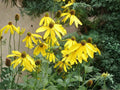 Cutleaf Coneflower Seeds – Rudbeckia laciniata ‘Ampla’ – Native Perennial Wildflower for Pollinators, Moist Soils, and Naturalized Gardens