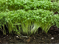 Colonial Bentgrass Seeds, Highland Fine Turf, Cool-Season Lawn Grass, Agrostis tenuis ‘Highland’ - 100 Seeds