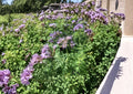 Lacy Phacelia Seeds - Purple-Blue Wildflower for Pollinator Gardens, Bee & Butterfly Attractant, Phacelia tanacetifolia, Annual Flower