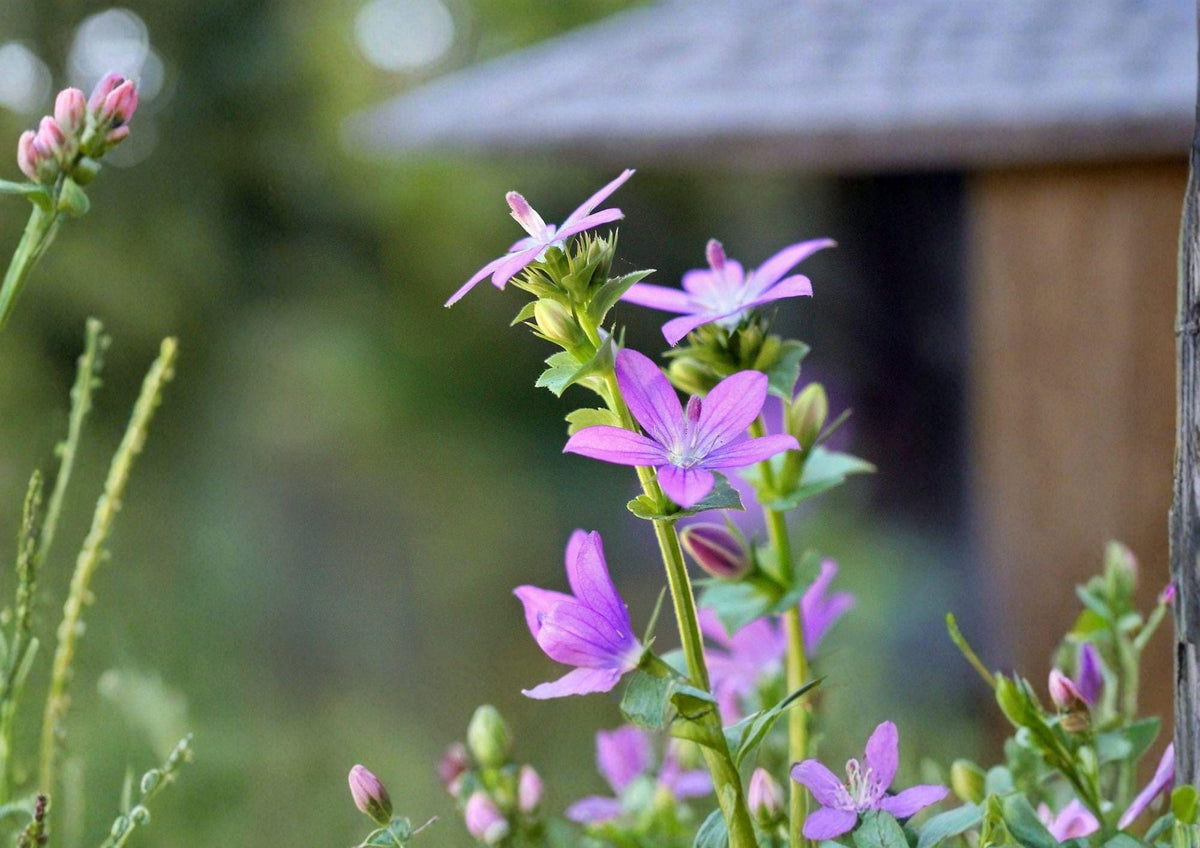 Venus Looking Glass Seeds – Native Wildflower, Pollinator Friendly, Triodanis perfoliata, Violet-Blue Star-Shaped Blooms, Native North American