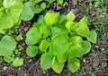 Edible Amaranth Seeds White Light Green Heat Tolerant 500 Seeds, Nutritious Leafy Green, Fast-Growing Vegetable, Heirloom, Organic