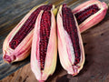 Bloody Butcher Corn Seeds – Heirloom Red Dent Variety for Decoration, Flour & Feed | Non-GMO, Tall Stalks, 50 Seeds