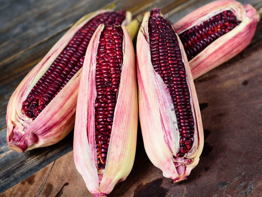 Bloody Butcher Corn Seeds – Heirloom Red Dent Variety for Decoration, Flour & Feed | Non-GMO, Tall Stalks, 50 Seeds