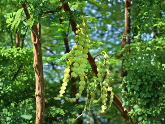 Acacia nilotica Seeds – Gum Arabic Tree, Thorn Mimosa, Deciduous, 5 Seeds, Drought Tolerant, Warm Climate, Vachellia nilotica