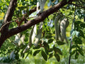 Chinese Honeylocust Seeds – Gleditsia sinensis – Exotic Deciduous Tree with Thorny Branches, Ornamental & Bonsai | 10 Seeds