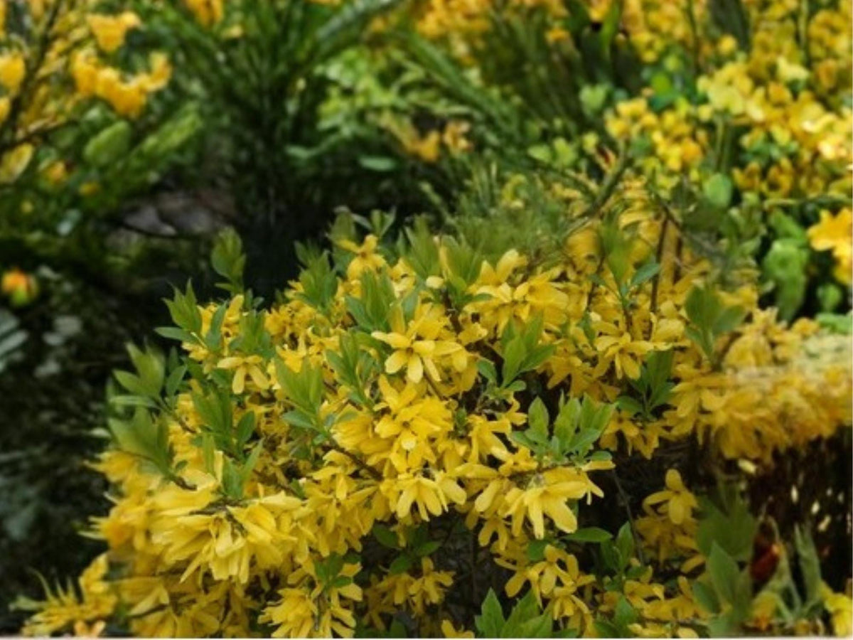Weeping Forsythia Seeds – Golden Bell Shrub – Ornamental Flowering Bush – Forsythia suspensa – 10 Seeds