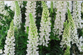 White Russell Lupine Seeds – Perennial Flower Pack of 20 – White Lupinus polyphyllus for Borders & Cut Flowers