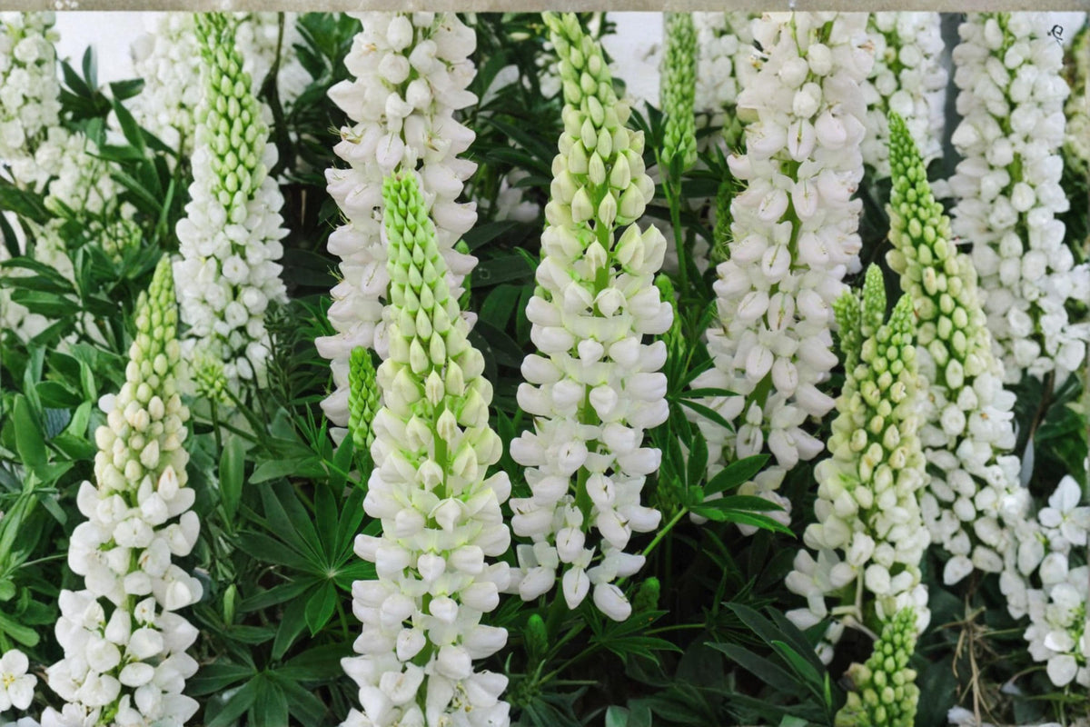 White Russell Lupine Seeds – Perennial Flower Pack of 20 – White Lupinus polyphyllus for Borders & Cut Flowers
