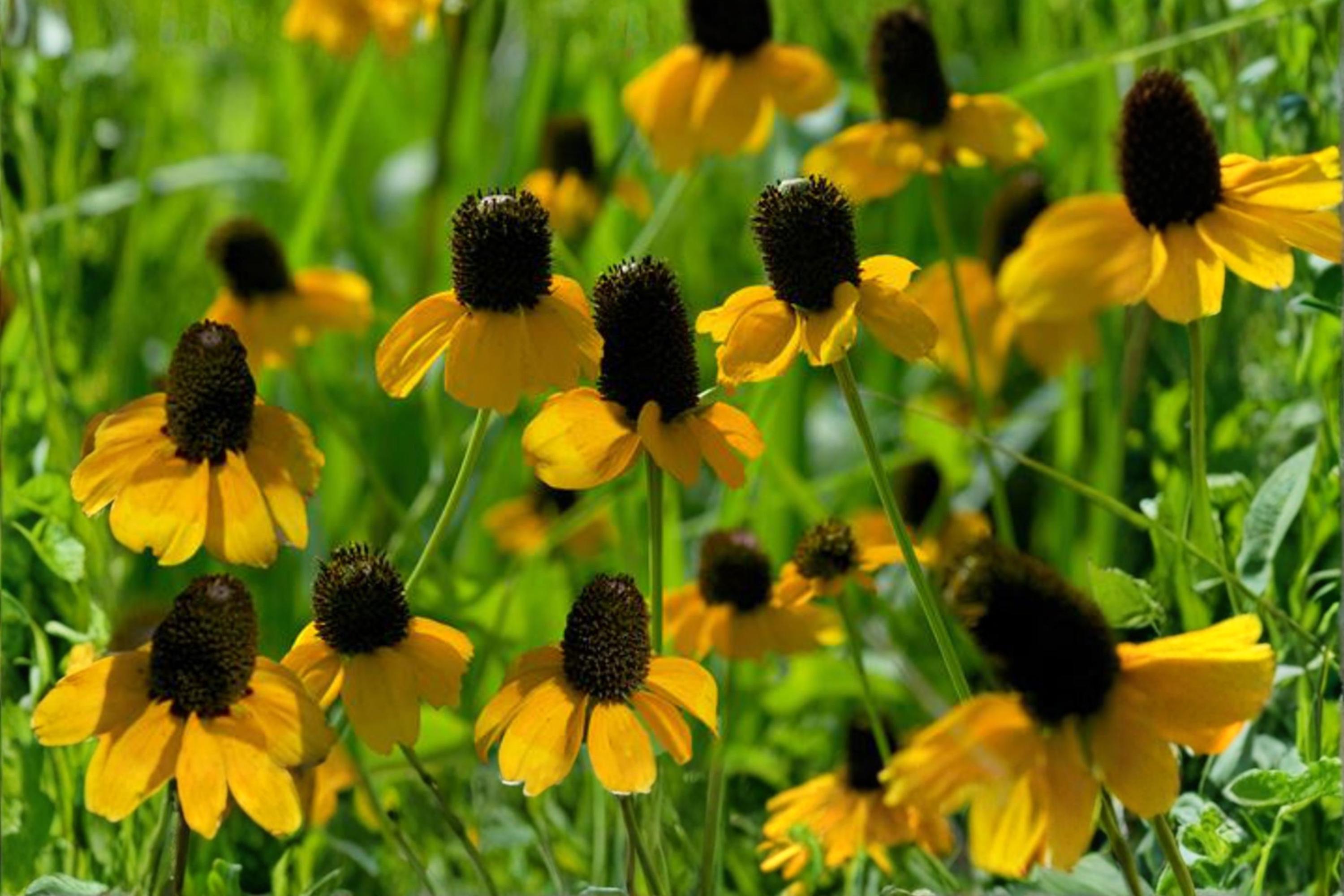 Clasping Coneflower Seeds (100) – Rudbeckia amplexicaulis – Native Wildflower for Pollinator Gardens and Prairie Landscaping