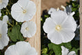 Dwarf White Rose Mallow Seeds (40) – Lavatera trimestris – Cottage Garden Summer Bloom – Compact Annual Flower